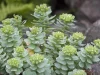 ashwagandha-y-rhodiola-gestion-estres-wide_webp